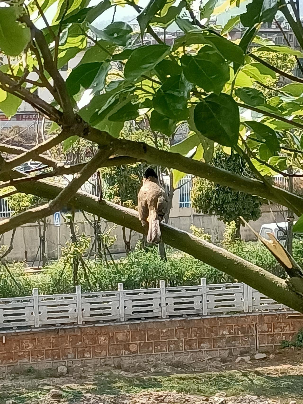 枝头独立风前立，
疑是春归第一啼。