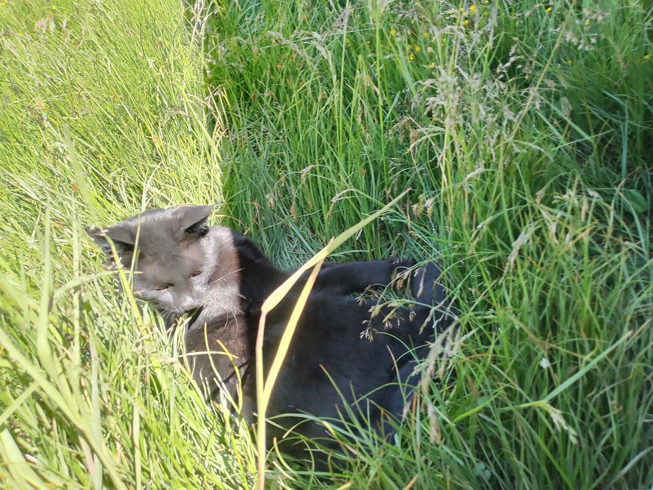 猫咪真的有那么好欺负吗? 我家猫咪可调皮啦，今天饿坏了，居然去爬高墙，结果下不来