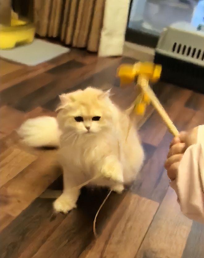 新春佳节的杭州藏着别样的奋斗故事，95后女孩小谢凭借上门喂猫的兼职实现了亮眼收入