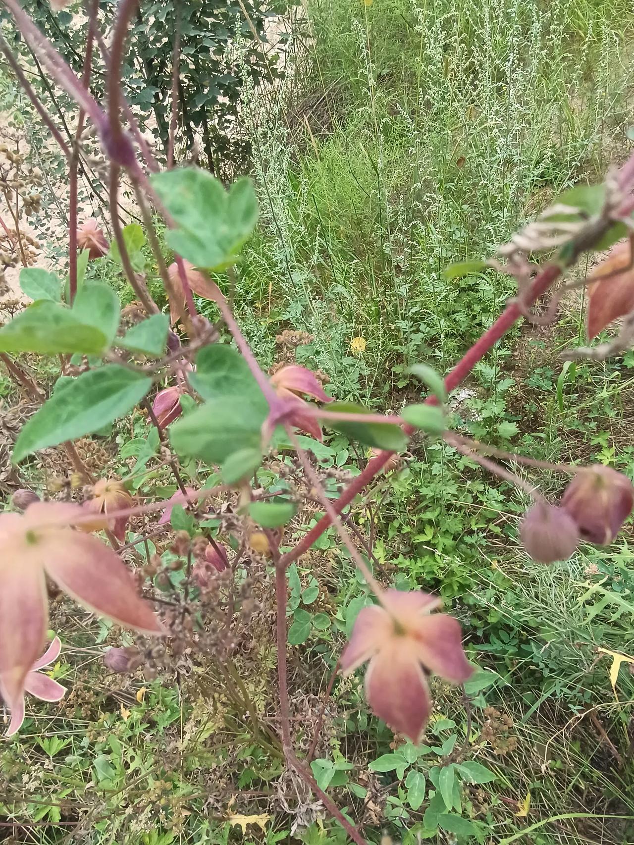 #晒晒手机里的花花草草#