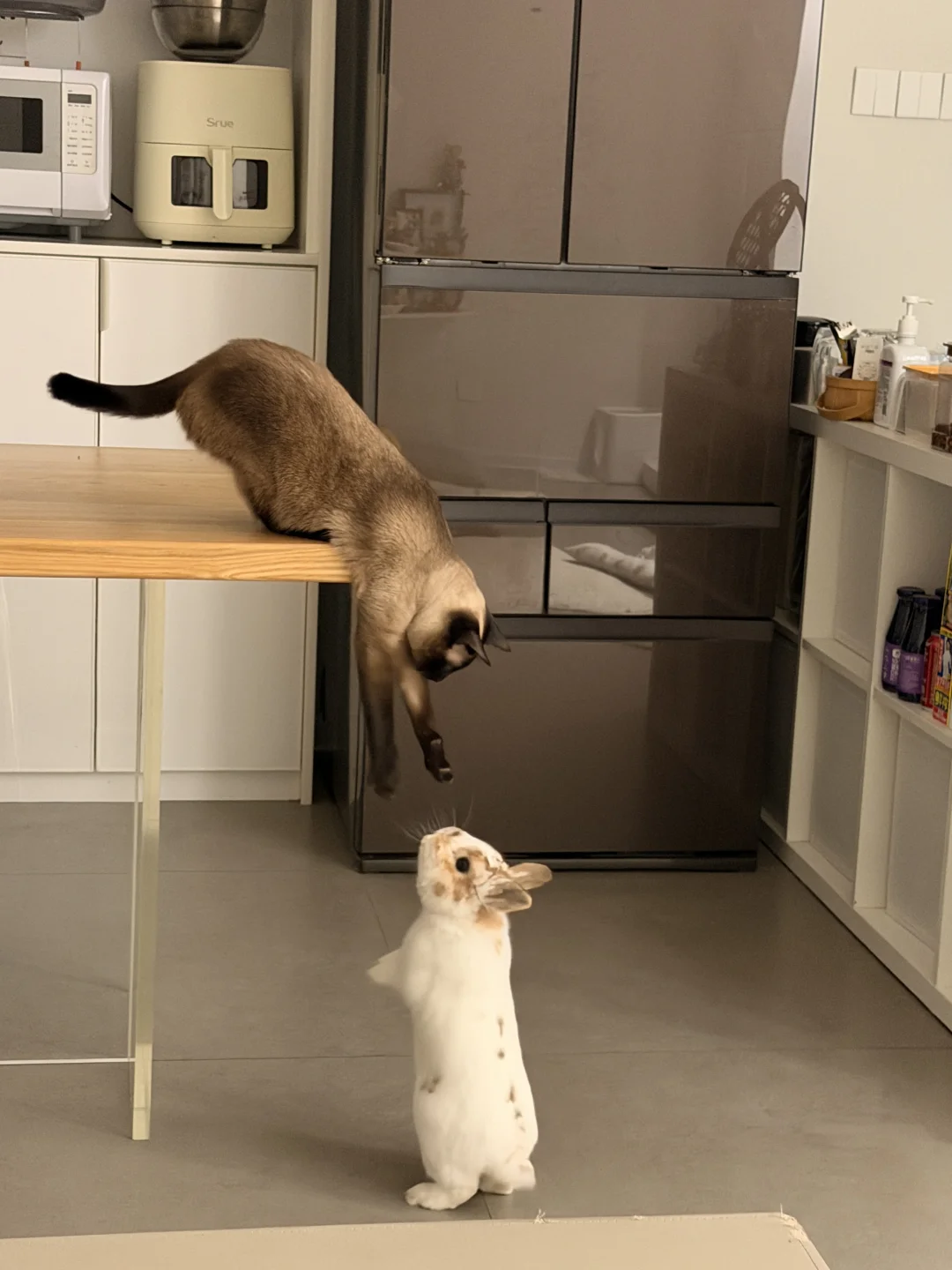 它俩真的好会玩！🐱🐰