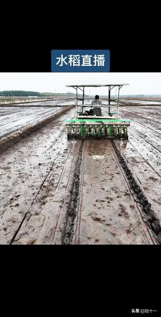 种植水稻，大田直播要比育秧移栽好。

我这样说肯定会遭受很多人的反对，水稻育秧移