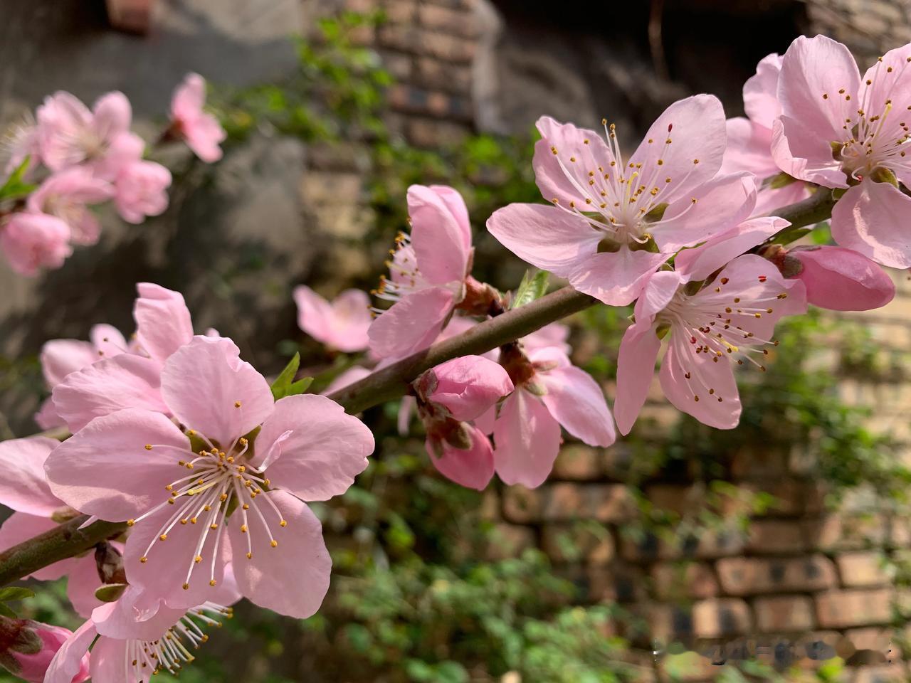 #收集春天的花#