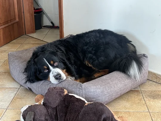 最像狗勾的一集