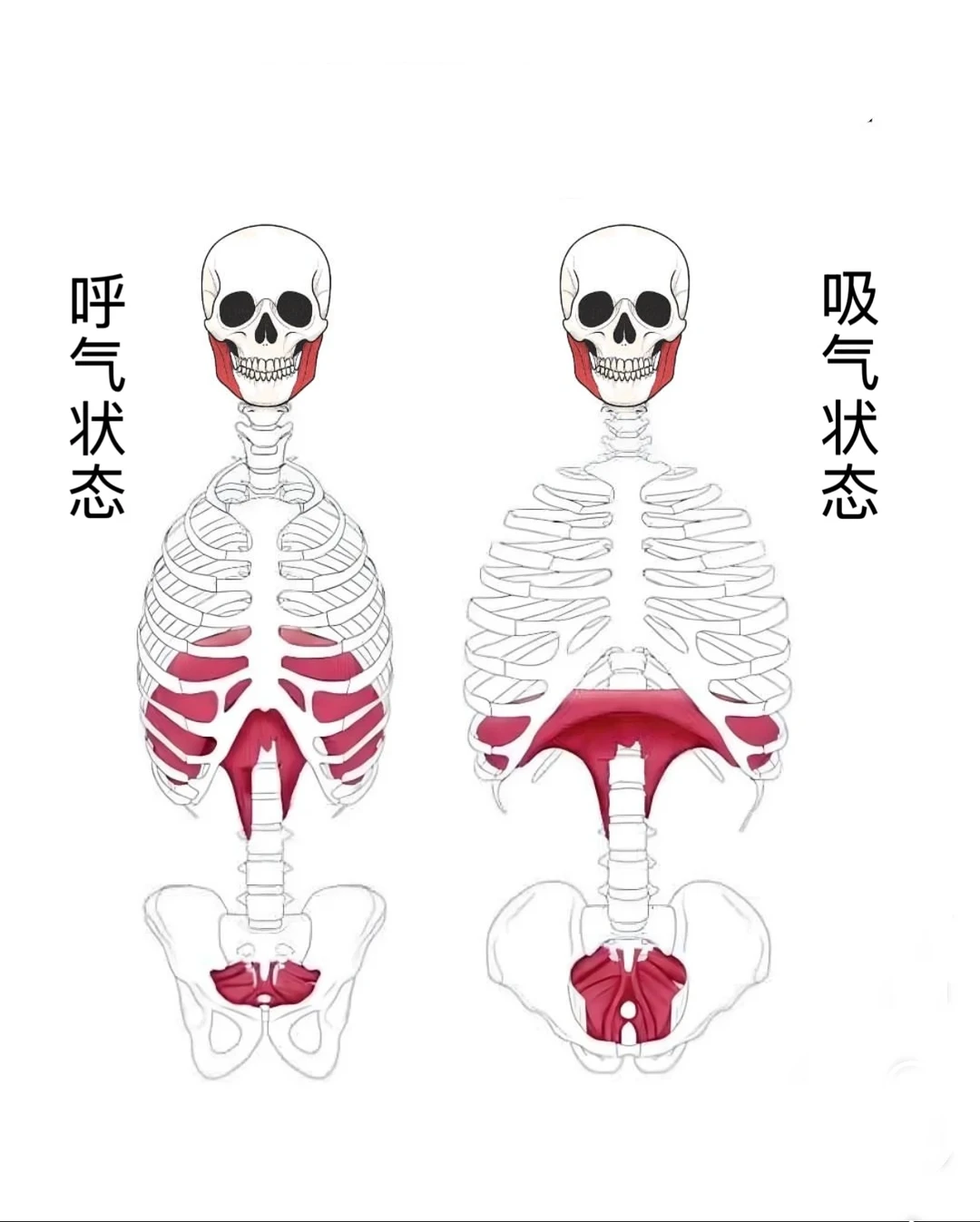 呼吸、胸廓弹性以及姿态异常