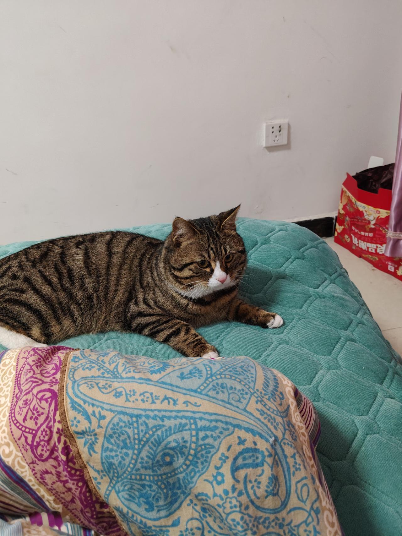 分享一张你家猫咪的可爱照片狸花猫活泼好动，特别调皮捣蛋，没事就想让人逗它，不过它