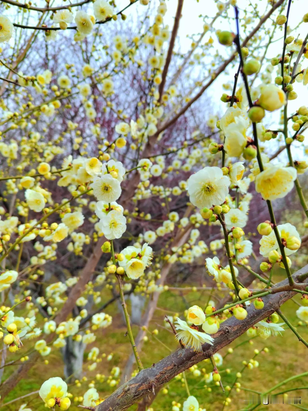 梅花绽放，花香满溢。