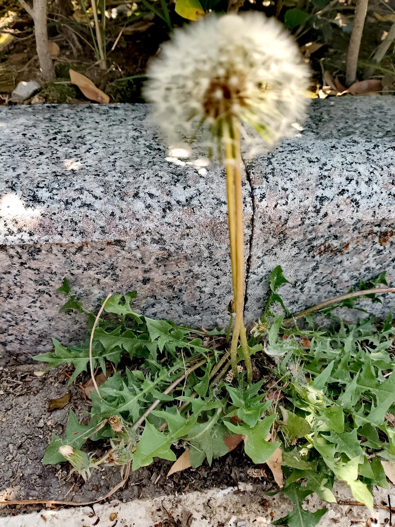 欣赏一下你捕捉的花朵之美石缝里鲜绿的蒲公英，擎着一团温柔的白，在风里等一个远行的