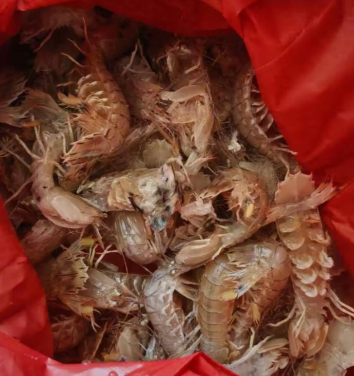 外甥给送来点皮皮虾，活蹦乱跳的挺新鲜。老伴一看就两眼放光，说好久没吃了，挺馋这口