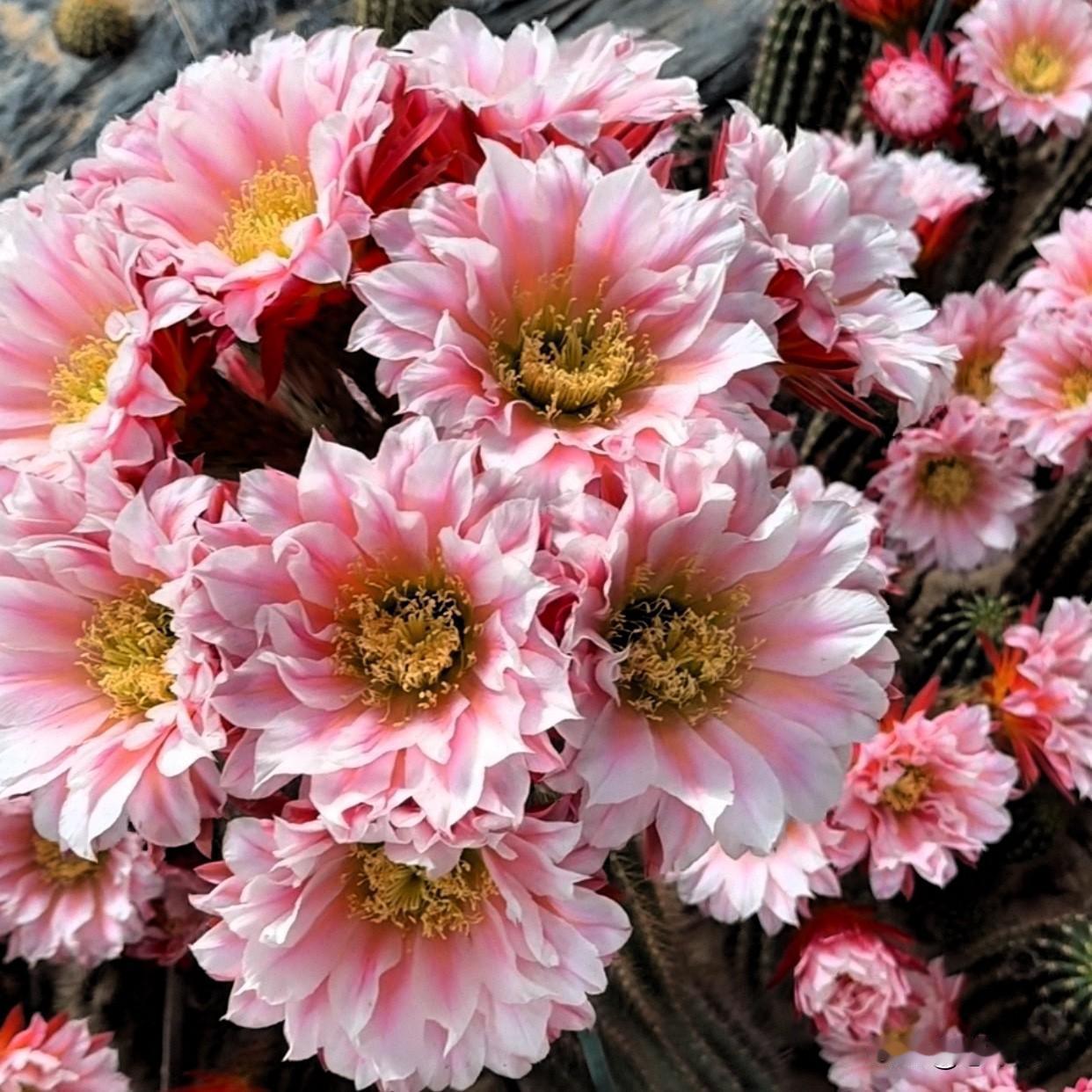 你见过仙人球开的花吗?毛花柱城堡开花，群开爆花真的让人惊叹，太能开花了，变成了花