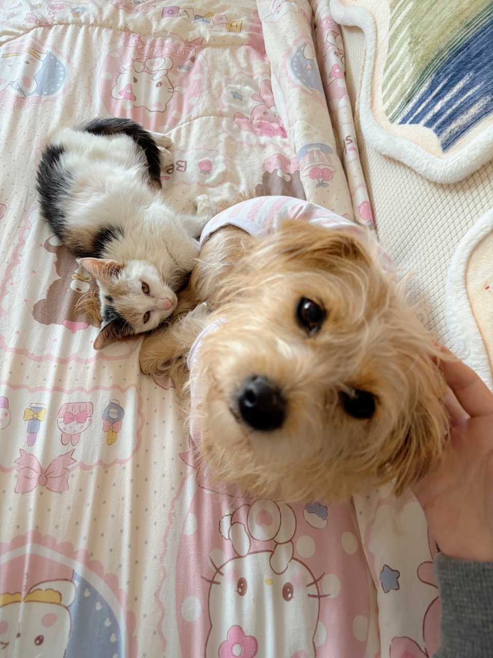【心灵丑】把猫沾屎的屁股舔干净了[泪][泪] ​​​