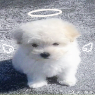 我还是说一下吧最近一直都在双人基本都是🈚️铁的 掉了就双了 之后也是 如果我把