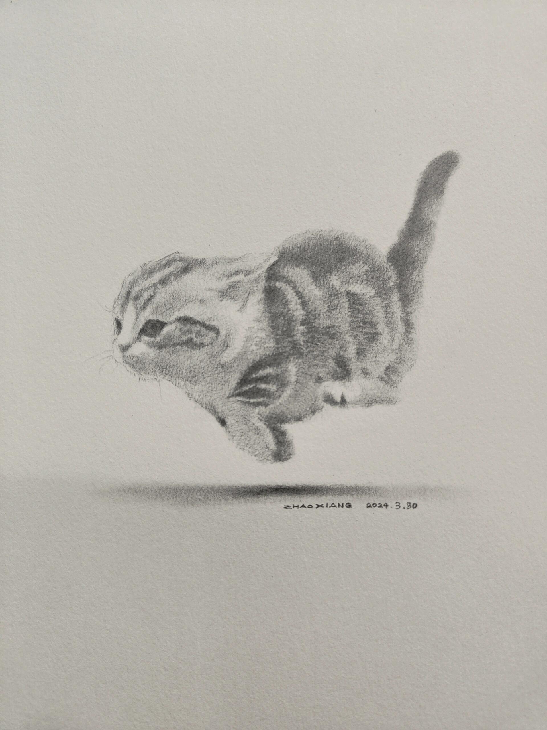 奔跑的小奶猫 ​​​
