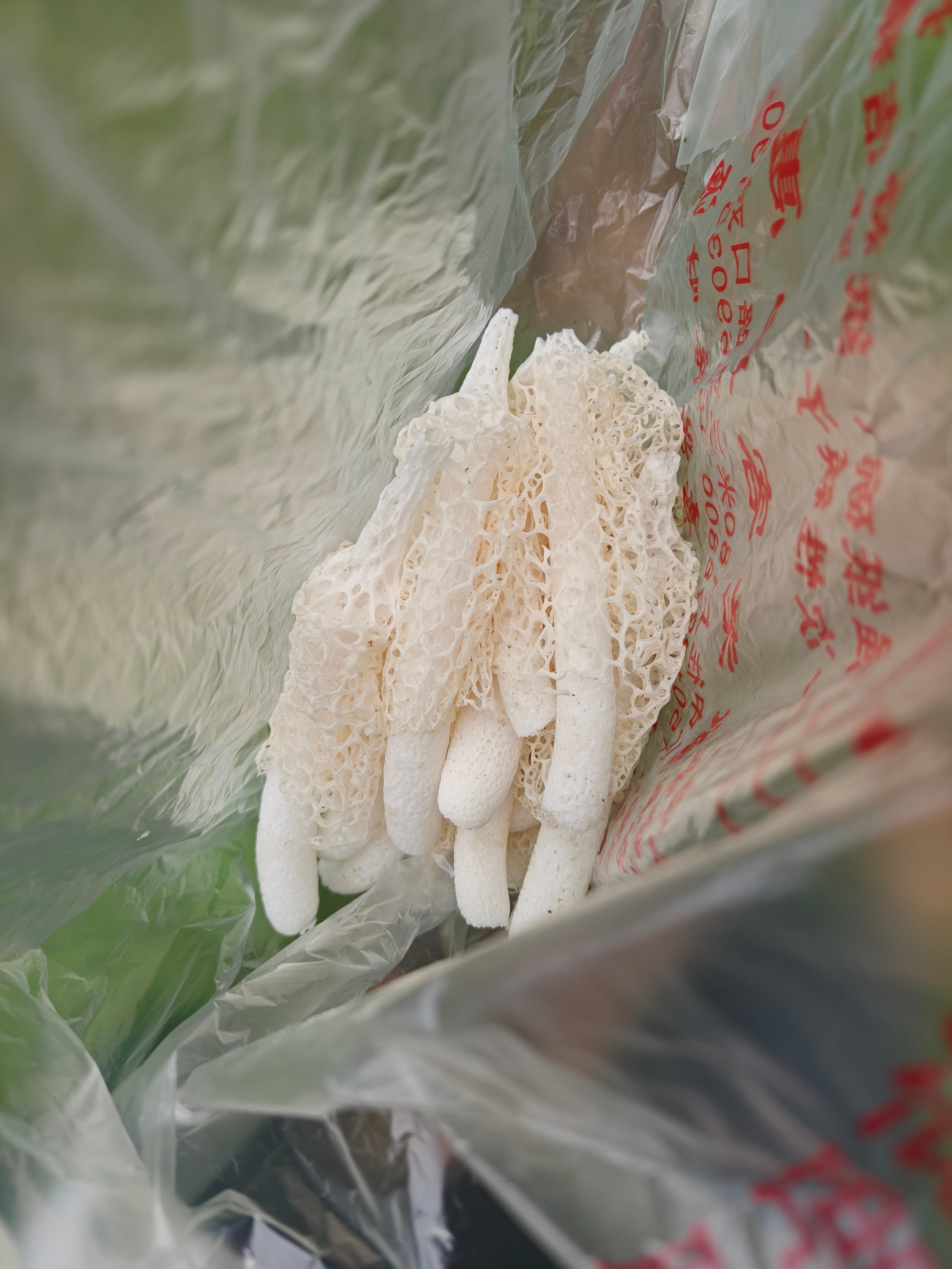 一不小心上山又捡到了野生竹荪拿回家都还新鲜着呢…… 昭通·威信