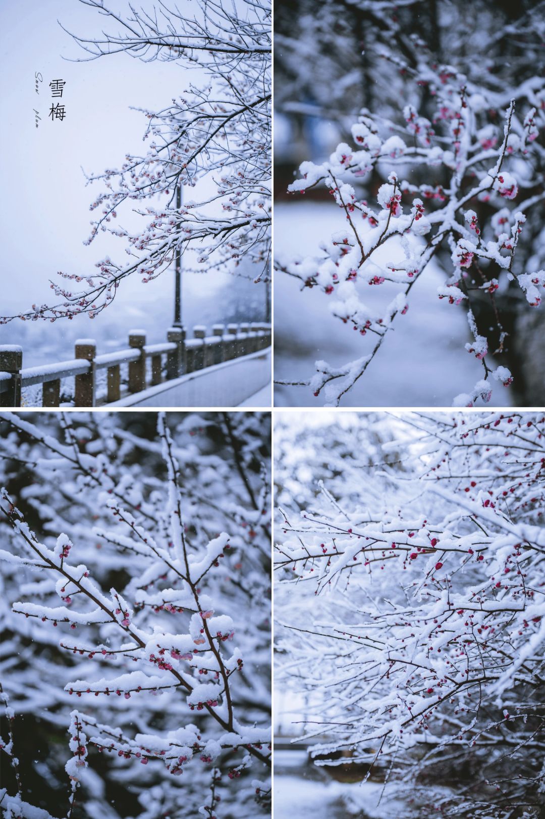 雪中梅花|这个春天绝美风景之一