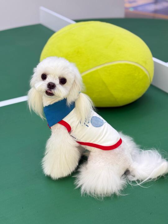 小狗的网球训练🎾