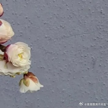 种植 🌼游龙梅盆景修剪的步骤：1. 在开始修剪之前，先准备好修剪工具。你需要一