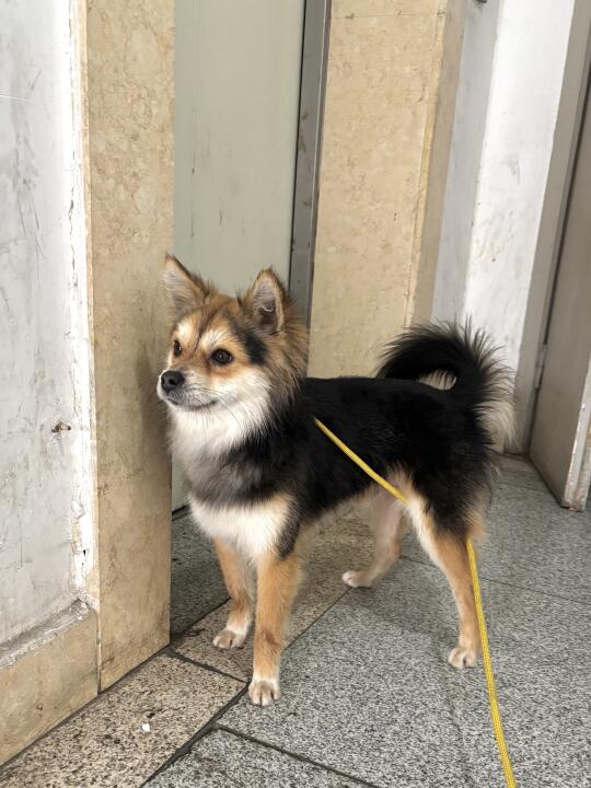 十二斤的俊美黑背狼犬（已胖五分之一）