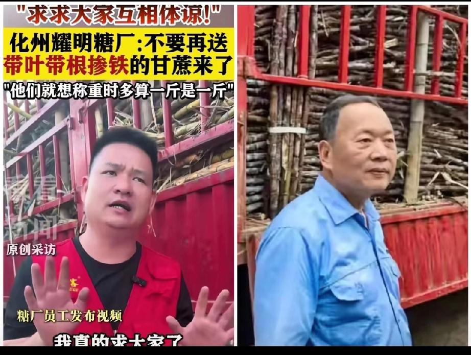 化州耀明糖厂发话求蔗农：不要再送甘蔗来了！
并不是说不收甘蔗了，而是不收有问题的