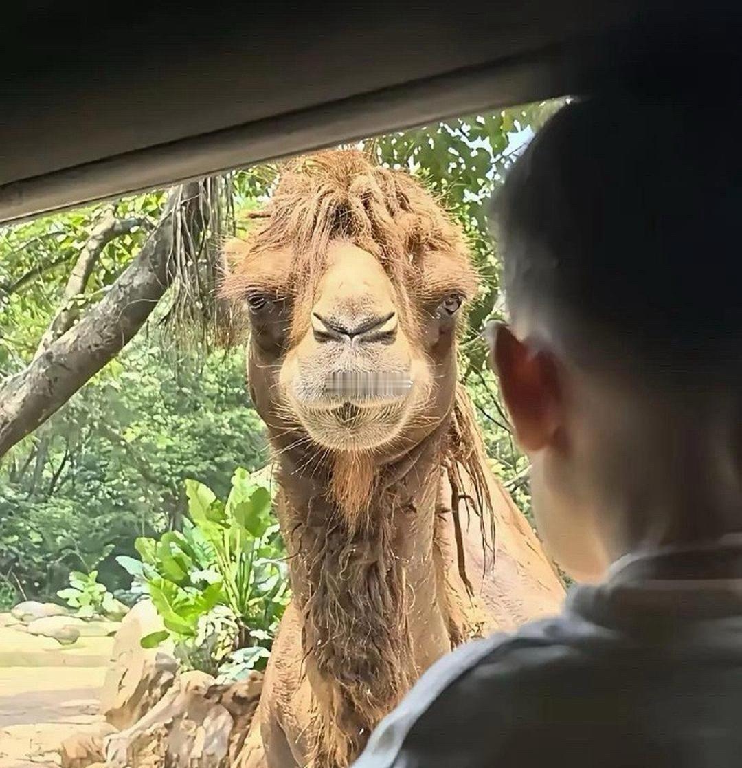 骆驼的正脸居然是这样的 