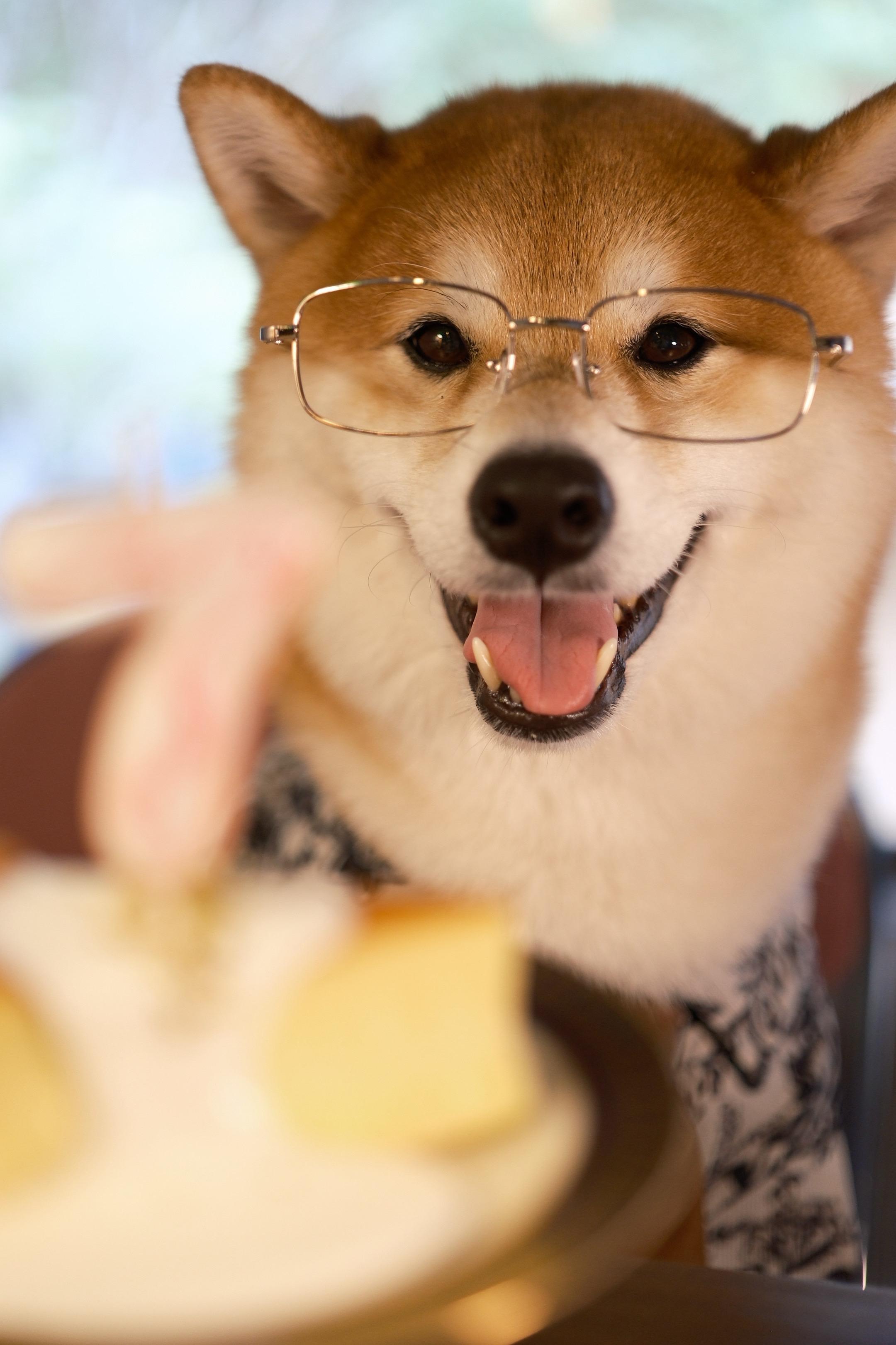 可以祝小斗生日快乐嘛🎂。祝大家七夕快乐，也祝小斗七岁快乐🎉