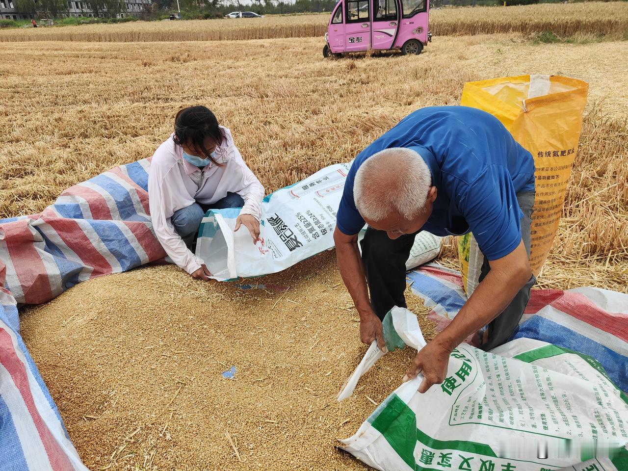 今年的麦收季，与2023年非常相似，阴雨连绵的天气，已经造成大量麦田被淹，看着成
