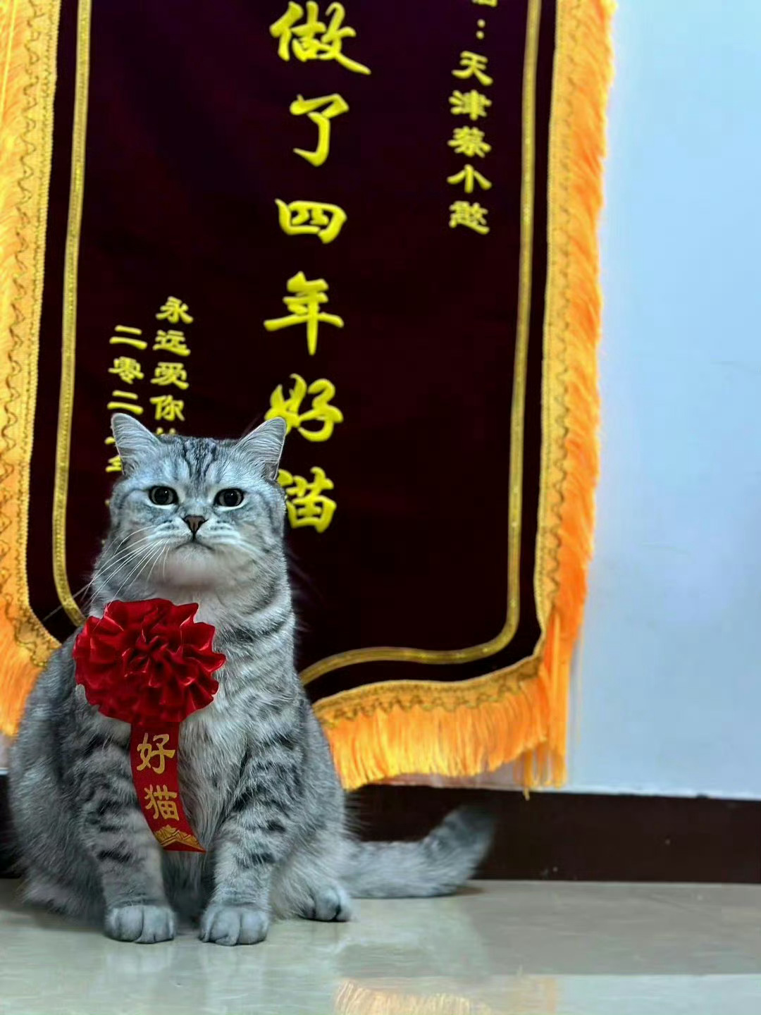 “做了四年好猫”合影留念😼😾[哆啦A梦微笑] ​ ​​​