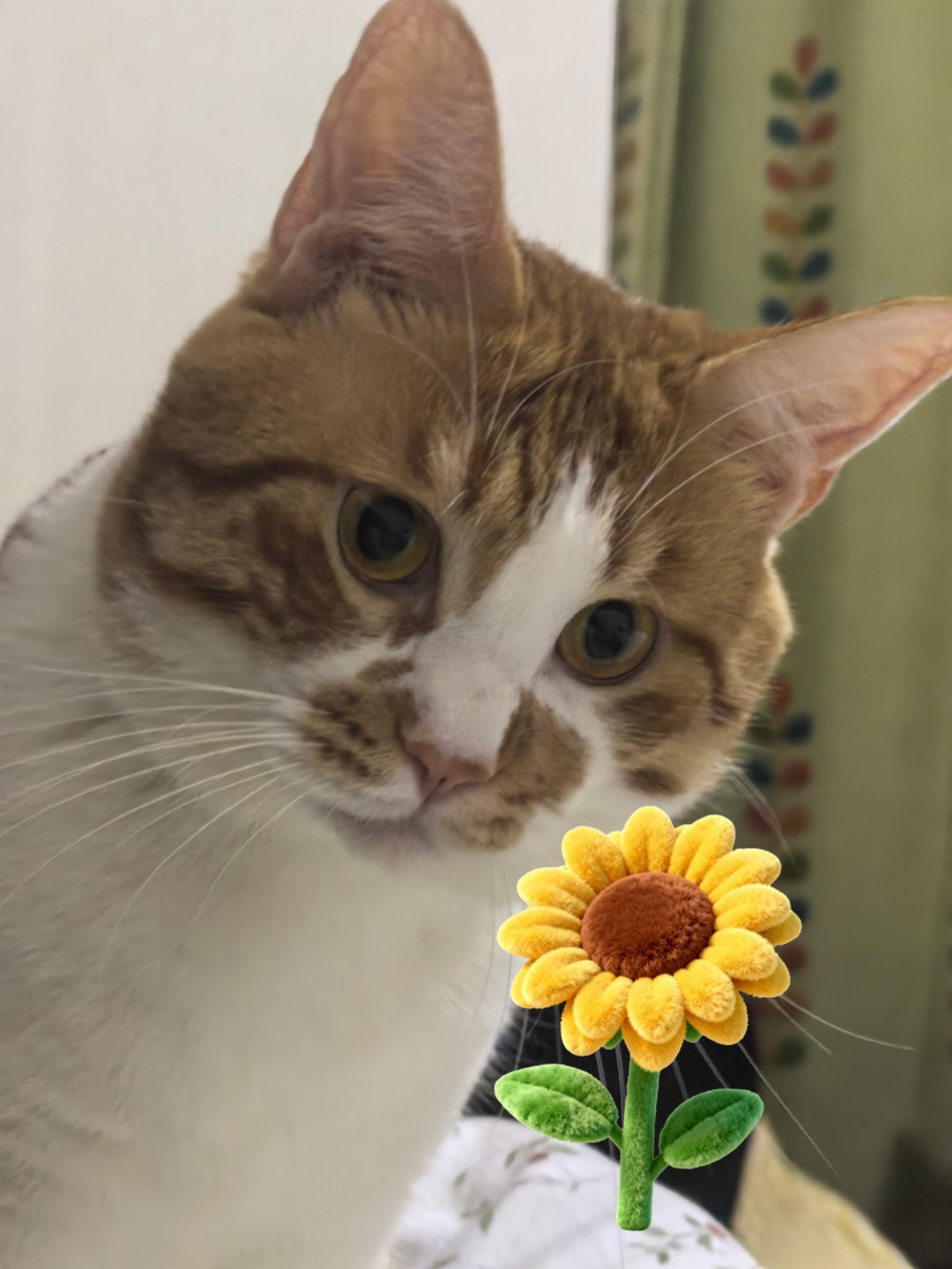 猫咪  我宝长得真周正[老师爱你] ​​​