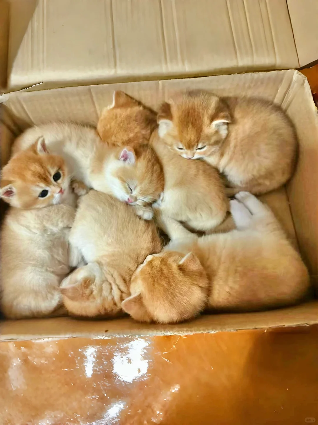 🇭🇰HK一窩金影BB～中糧帶走💛