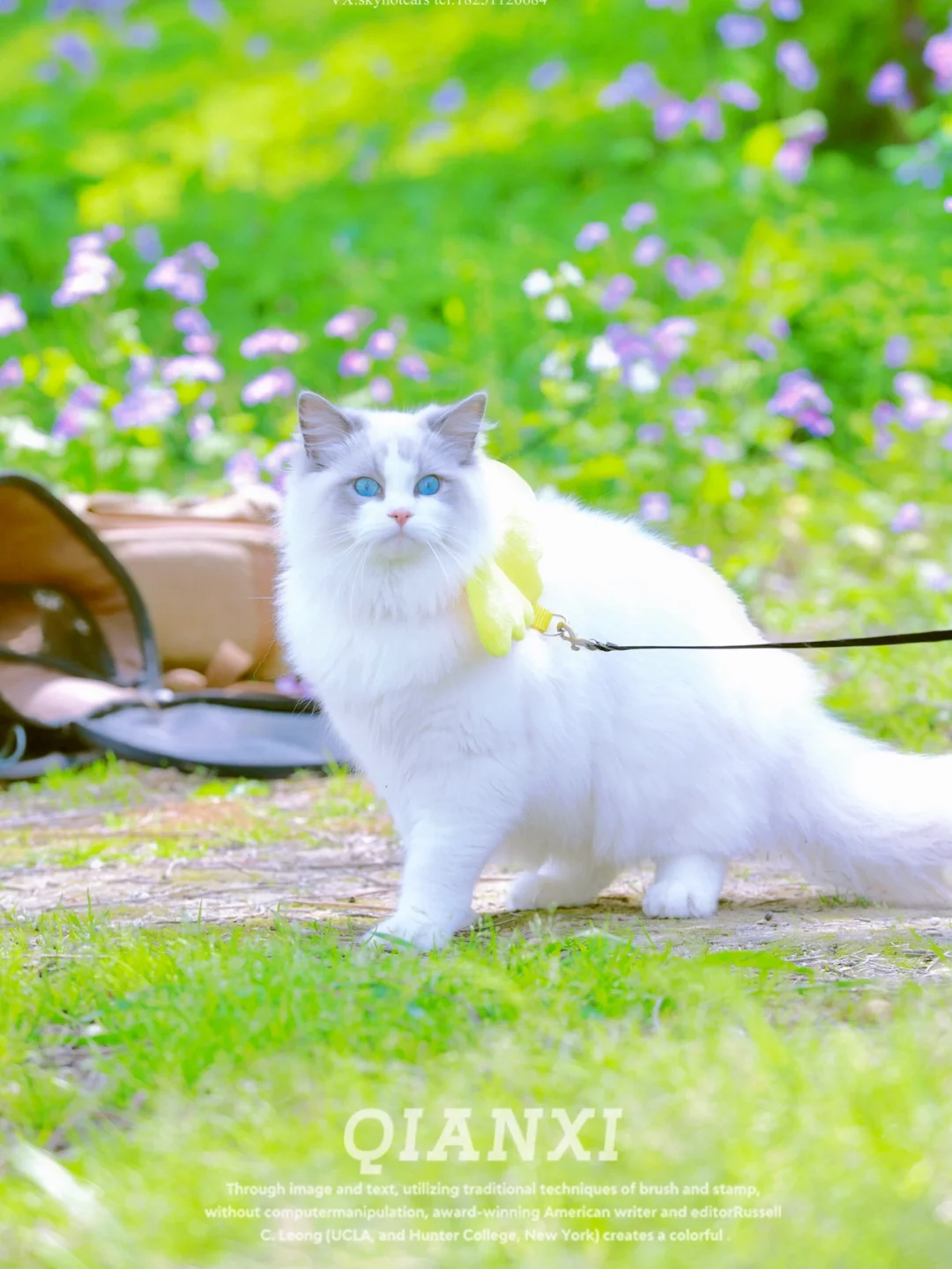 东园二月兰中居然发现一只这么好看的大白猫