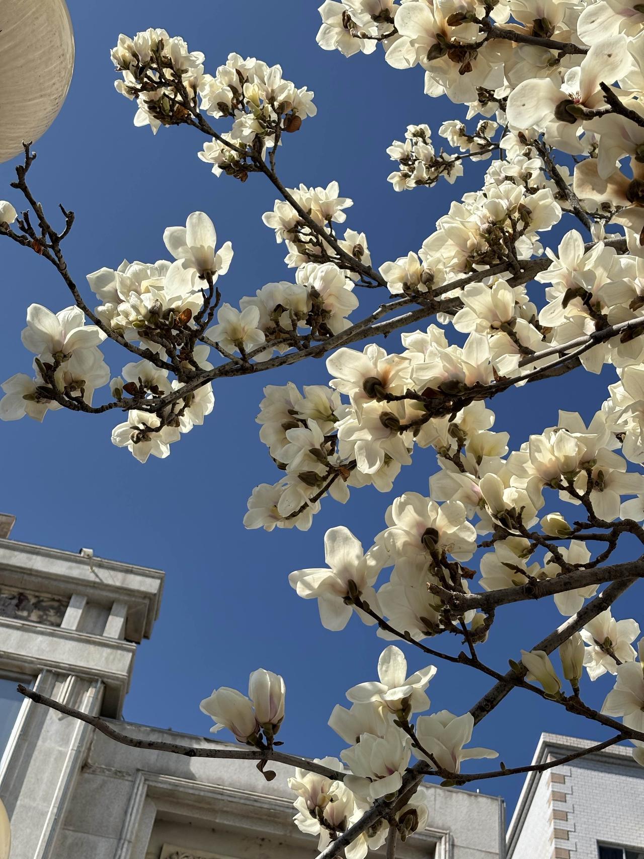 看看你拍的玉兰花✨三月玉兰开，一树纯白，满枝温柔✨