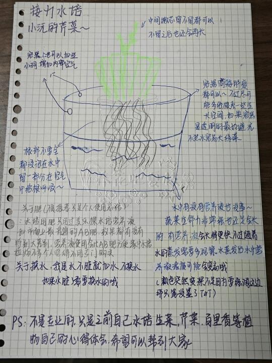 接力水培小沅的芹菜养护小tips~来啦！