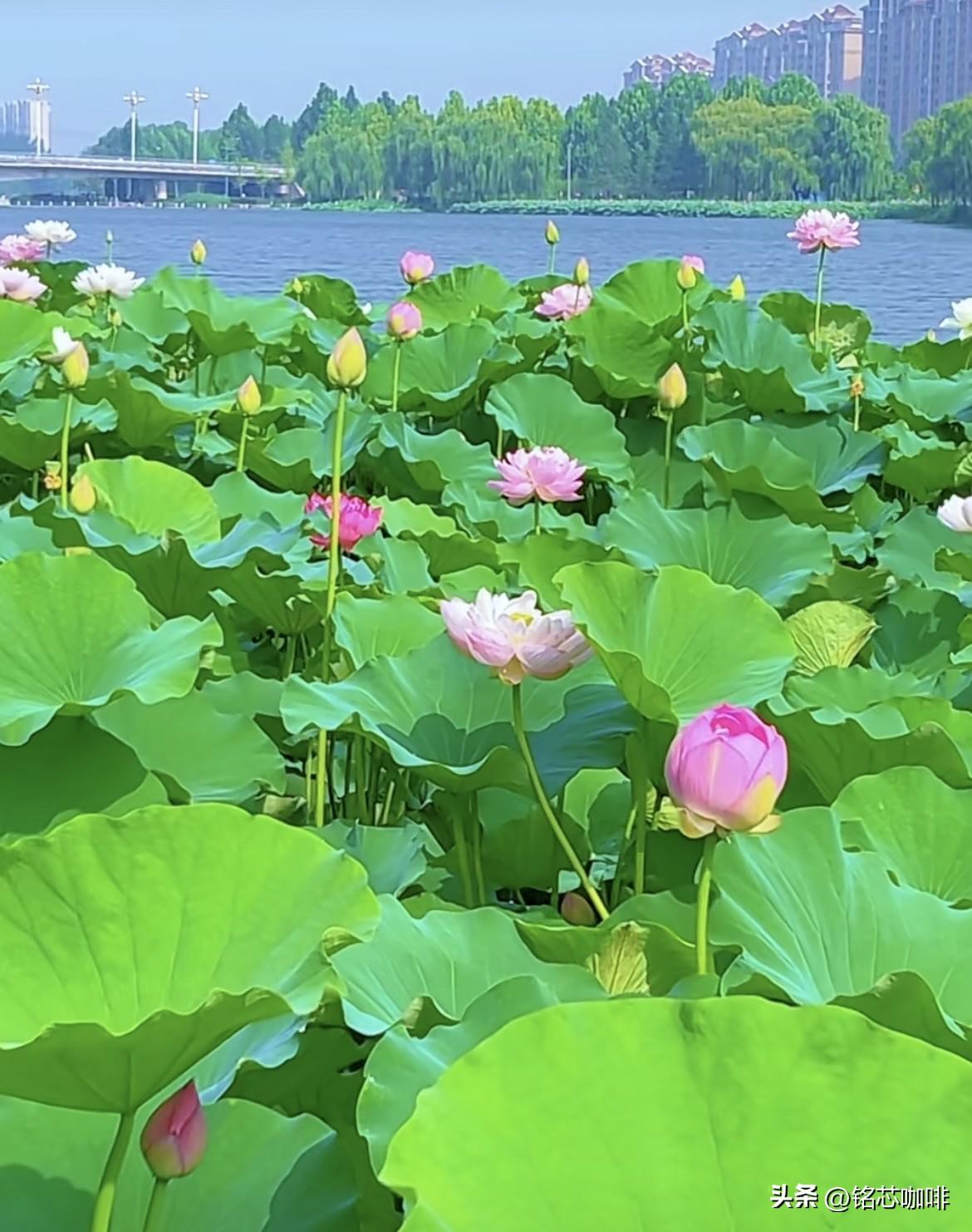 万绿丛中点点红，
微风拂过绿裙动。
不踏红尘世间事，
清净优雅瑶池中。
早安🌞