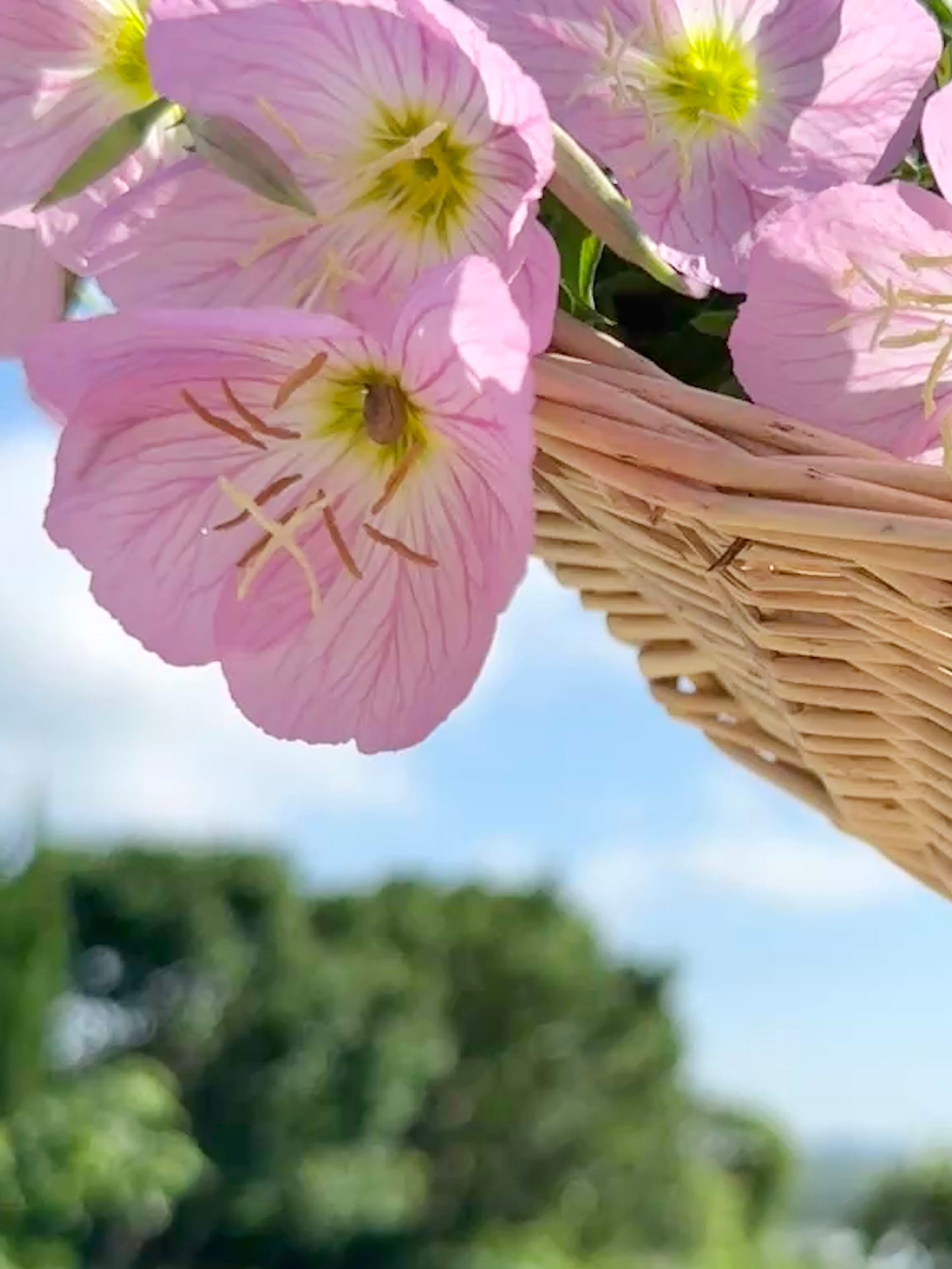 村里的半个月最想留住的夏天 