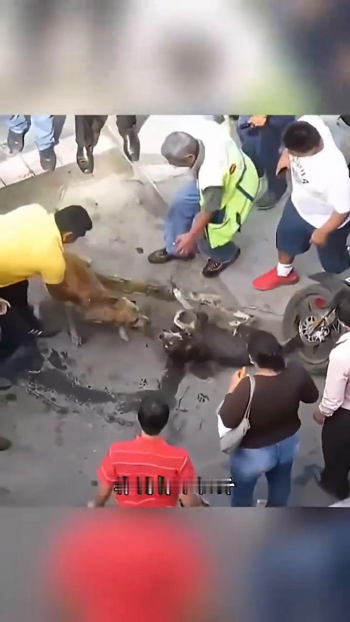 比特犬狠狠咬住路过的小黑狗，打叔见状赶忙抄起木棒对比特犬进行驱赶。可没有痛觉神经