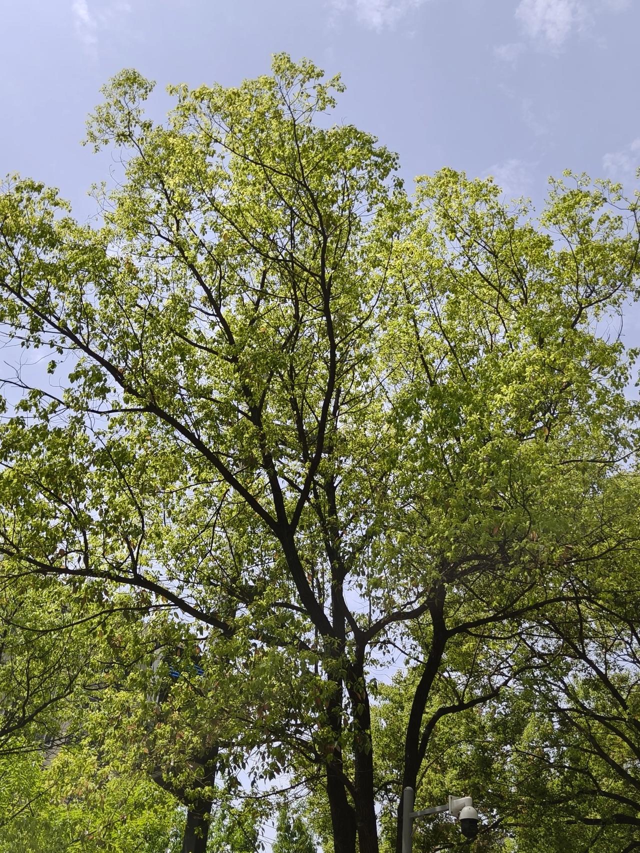 期待(✧◡✧)六七🈷️的合欢树🌲


现在还是光秃秃的树干(图2️⃣)