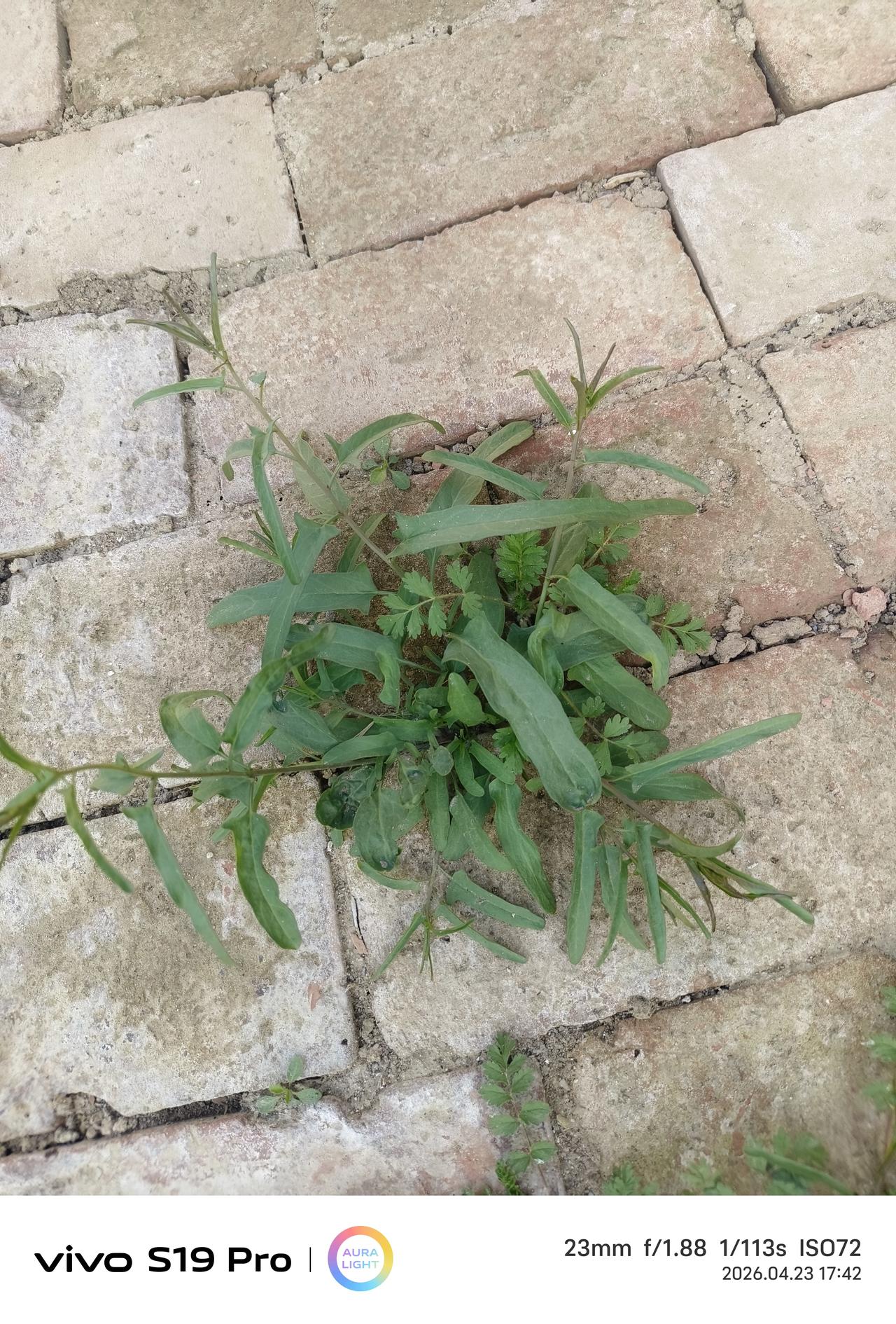 这是什么野菜有人知道吗？我今天突然间看到它有点小惊喜，如同遇见分别多年的老熟人。