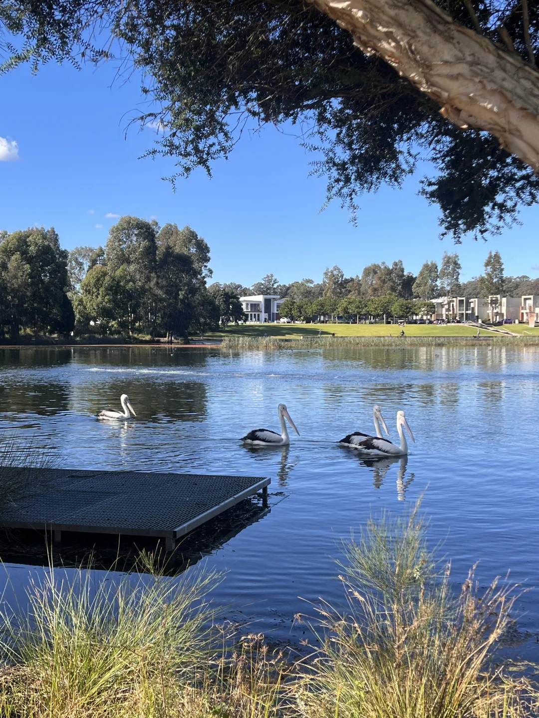 悉尼西北·搬来第二年，湖边迎来神秘访客🦩
