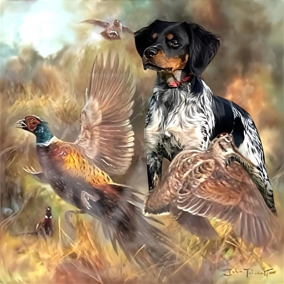 三色布列塔尼犬