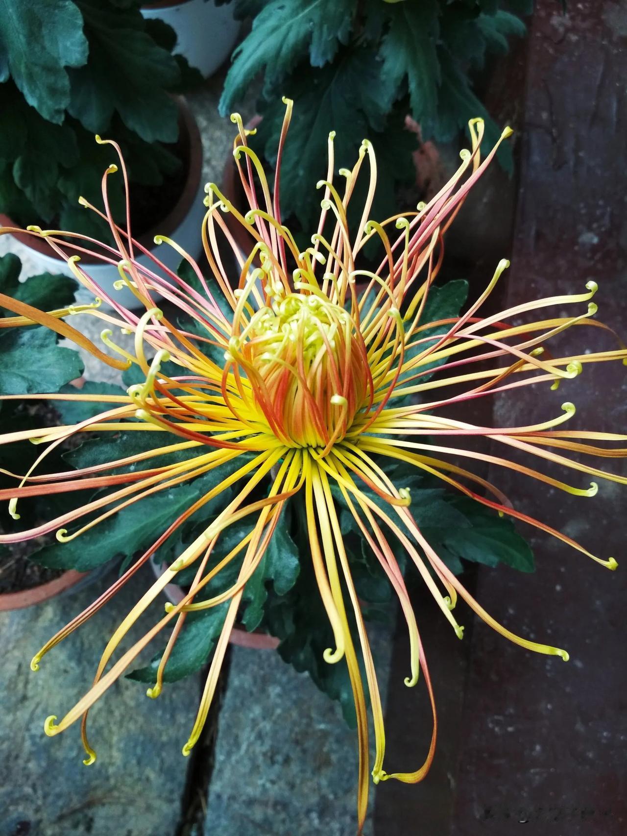 #秋日生活打卡季#菊花傲秋风

年年岁岁草木生，
四季往复花不同。
唯有秋菊最豪