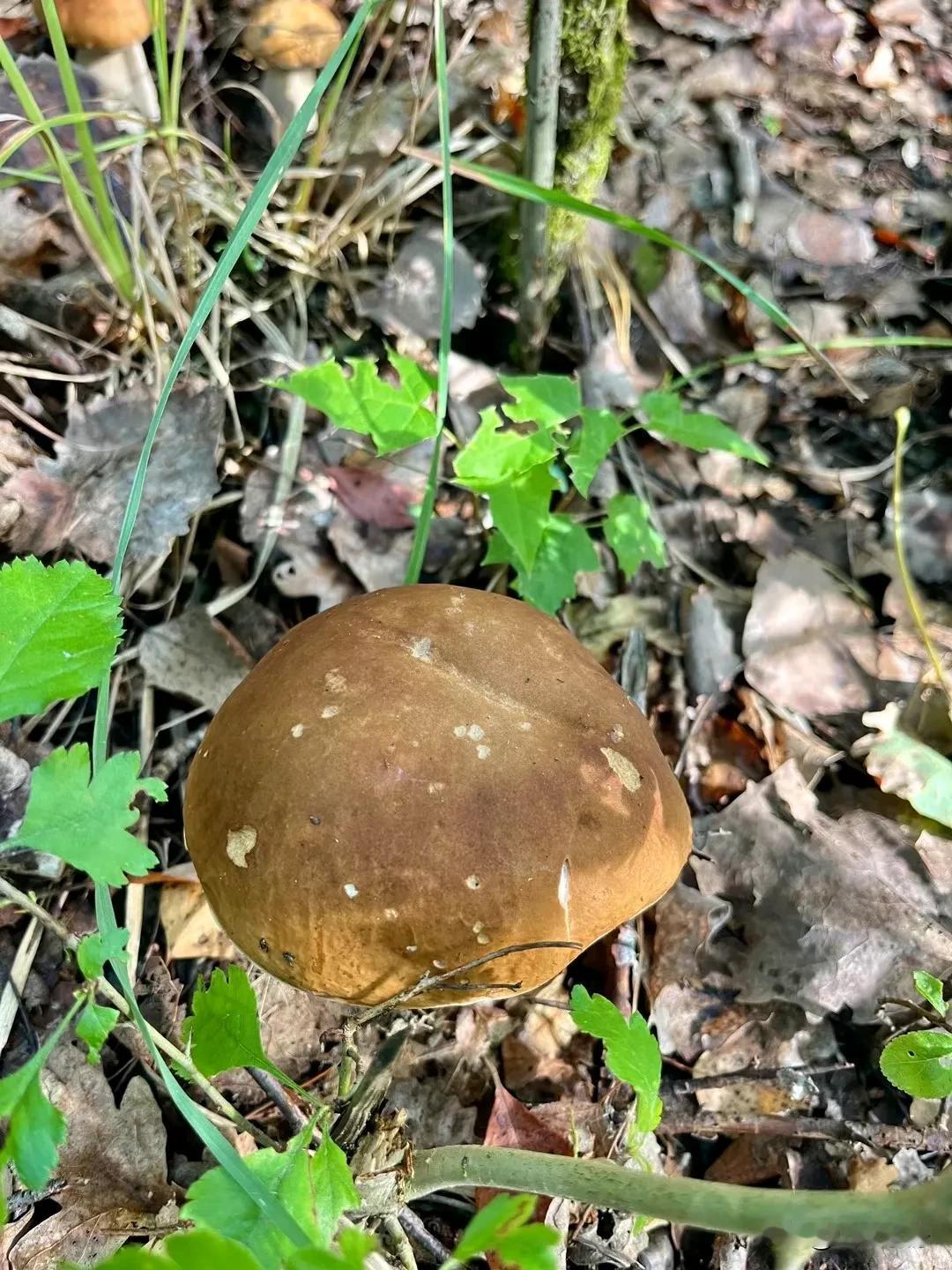 一念夏去，一念秋来
在这相离相送的路口，道一声：“夏次再见！秋天快乐！早安！朋友