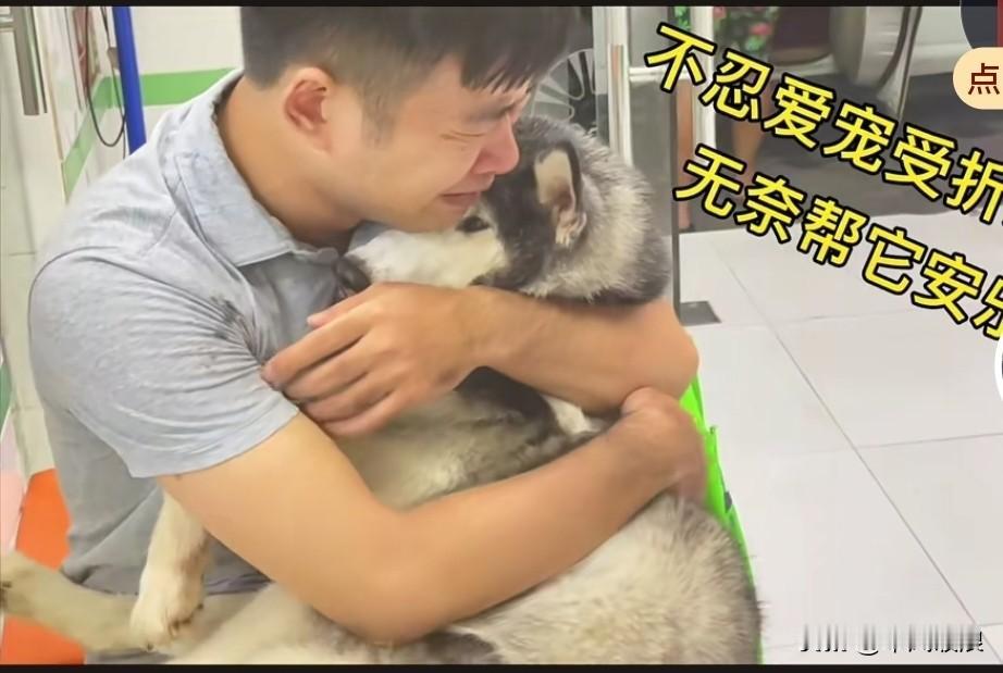 相伴十几年的狗狗，遭受病痛的折磨，我心中满是不舍，却又万般无奈，只能送它去安乐死