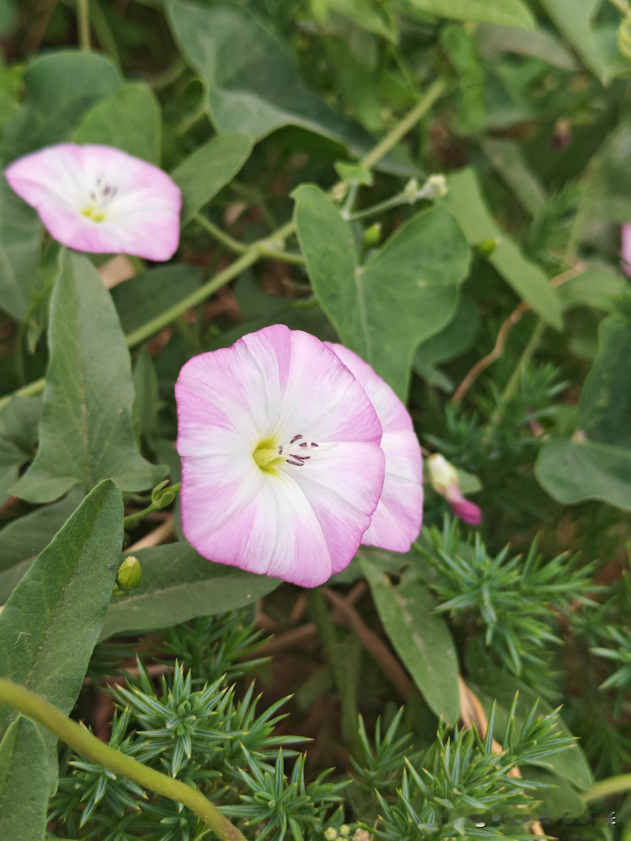 分享一朵你拍的花，什么花都可以牵牛花