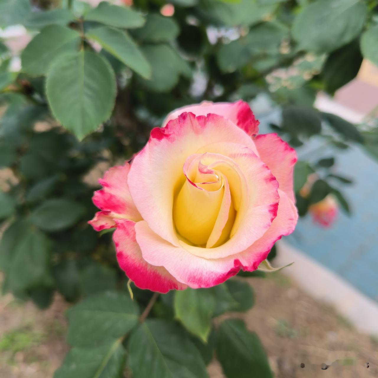 人间最惨4月天

凌晨3点了，我还在静静听着，小区里勒色车在哐哐工作，我很疑惑，