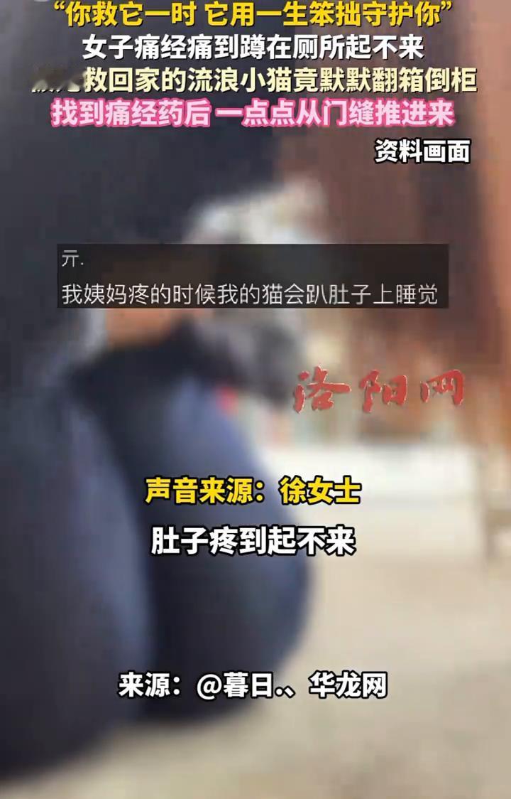 女子痛经痛到蹲在厕所起不来，被她救回家的流浪小猫竟默默翻箱倒柜，找到痛经药后一点