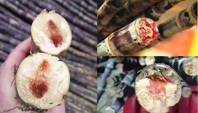 #这个问题吃什么##全民慢病健康科普计划##吃出好代谢# 【这些食物容易引发中毒
