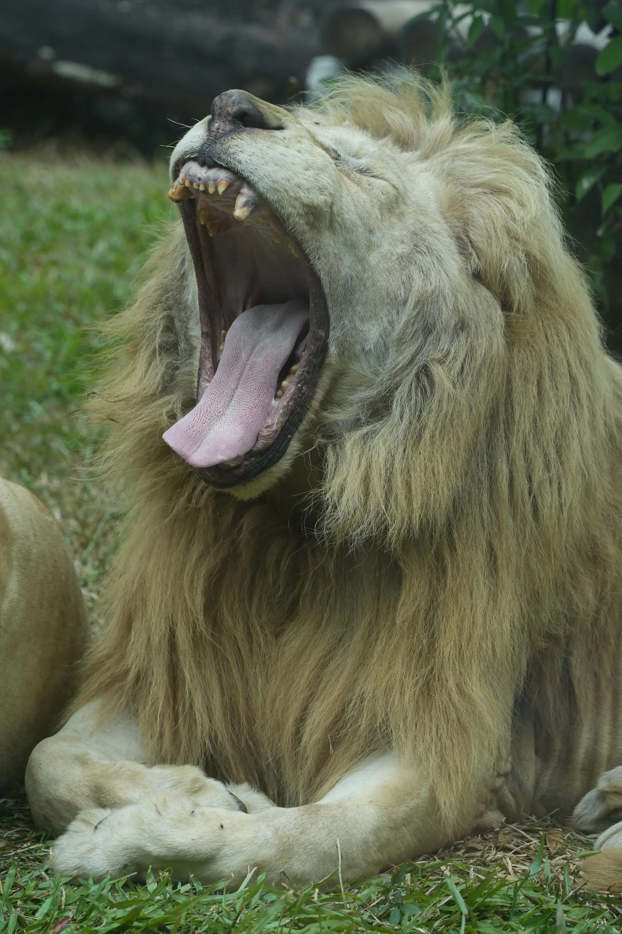 阿杭:过来数数我的牙齿！（最近总是有人评论阿杭牙齿都没了、被拔了，我想...