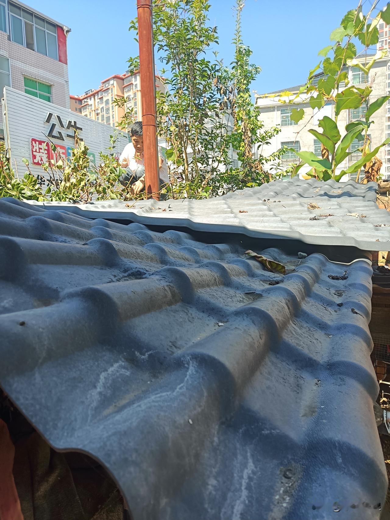 10月6号阳光明媚，在家门口一棵李仔树，树枝大多，修剪了一个上午，哪都没去。