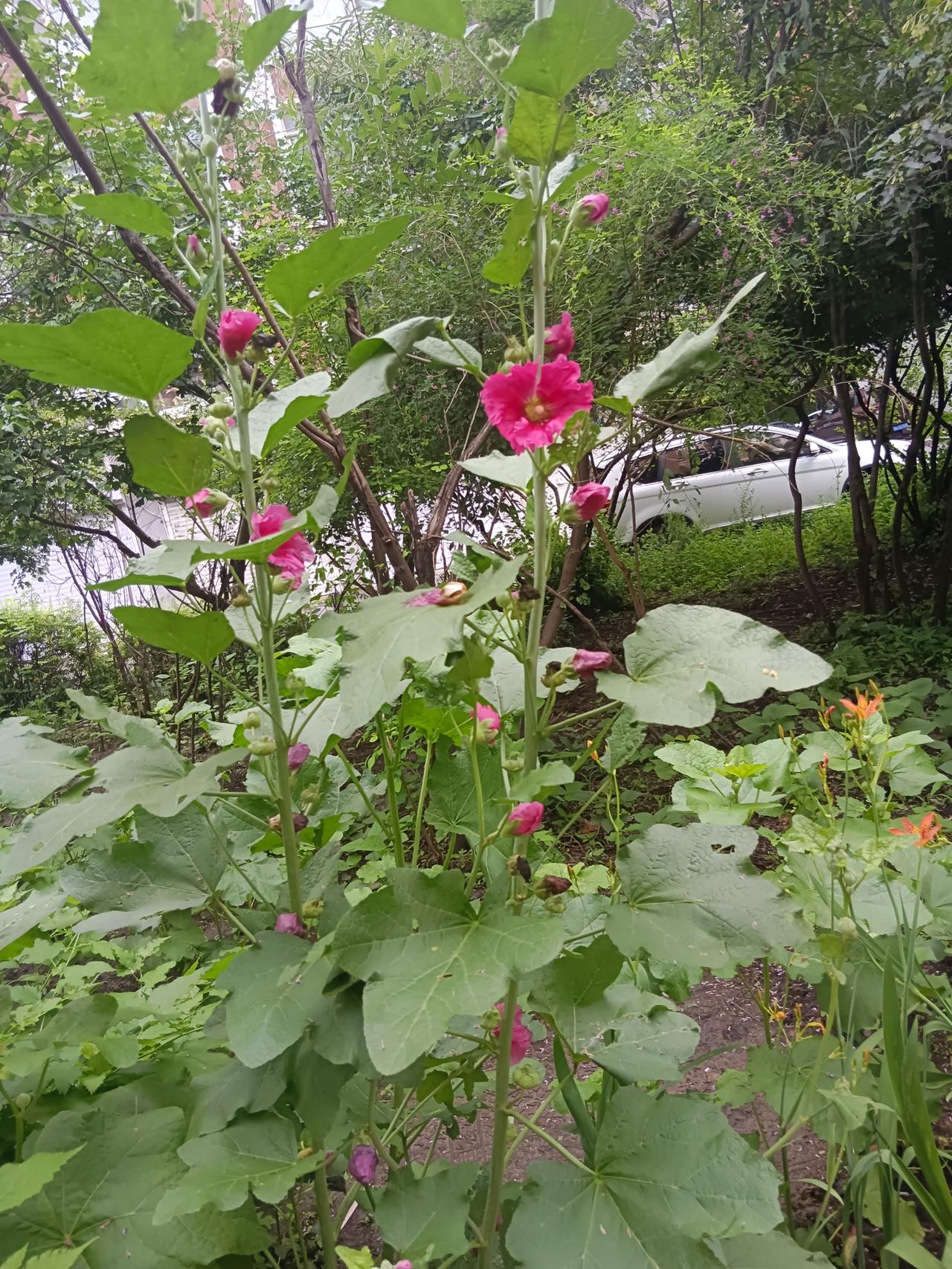 人皆有短板，
万事难尽善尽美，
成年人最好的温柔，
是接纳世间所有不同。
向日葵
