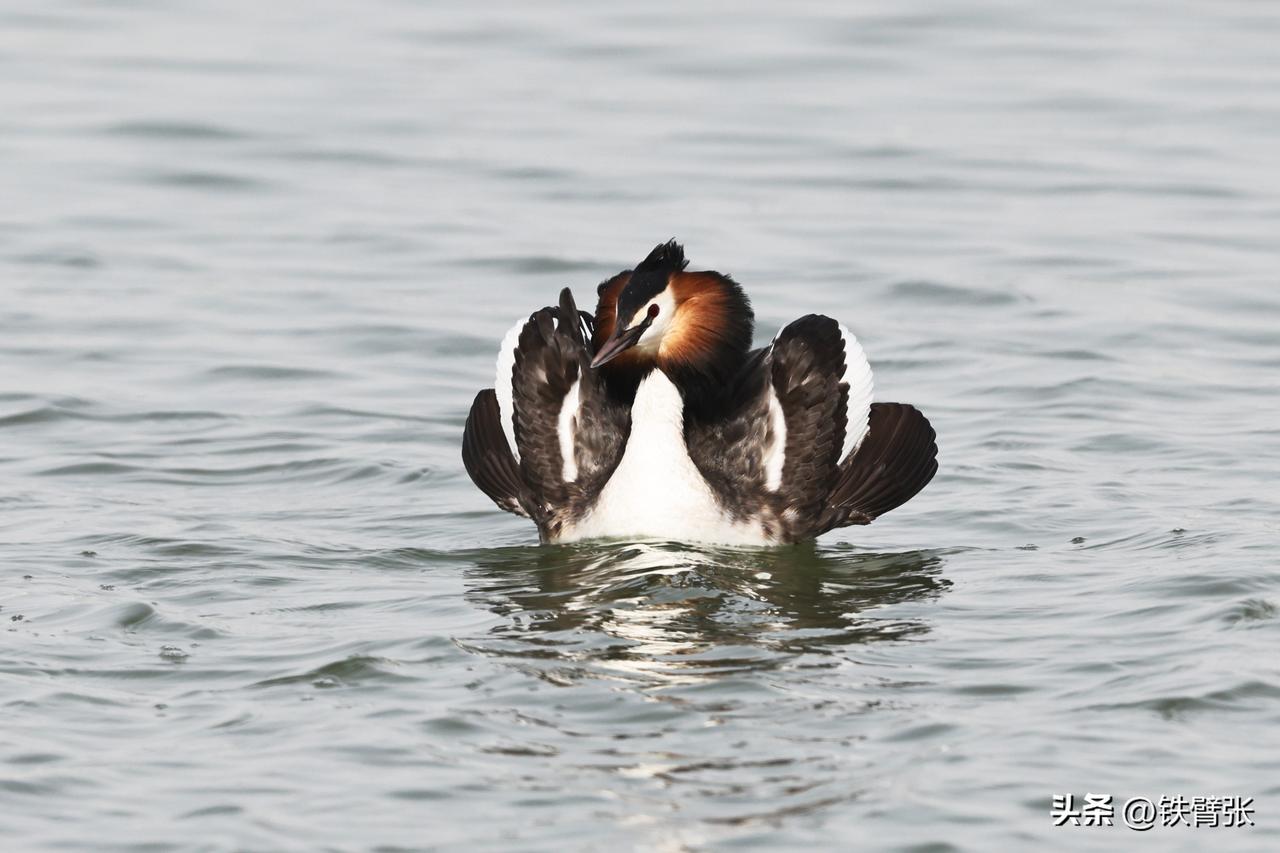 热恋中的凤头鸊鷉凤头显现、翅膀开花！
